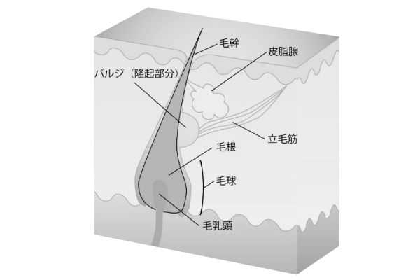 NPL（ニューパルスライト）図